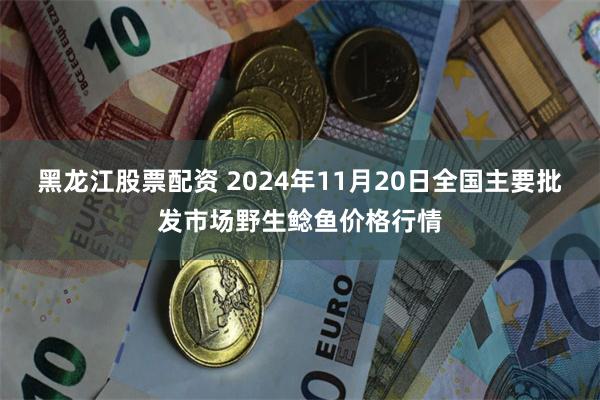 黑龙江股票配资 2024年11月20日全国主要批发市场野生鲶鱼价格行情